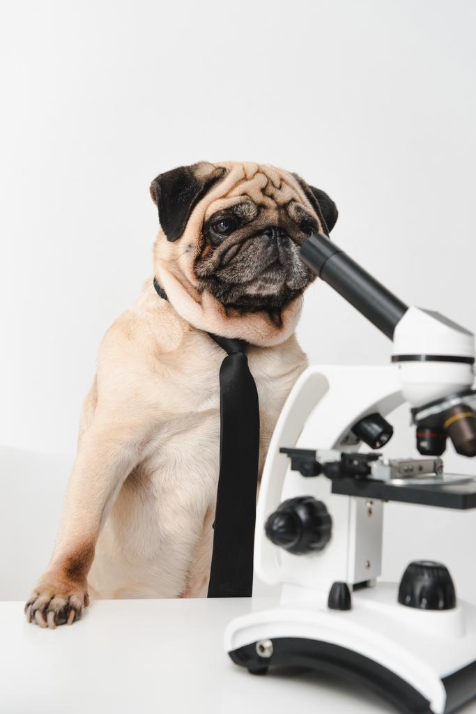 pug with microscope - Photo, Image