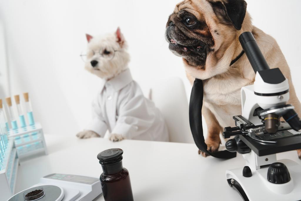 Hundeforscher im Labor - Foto, Bild