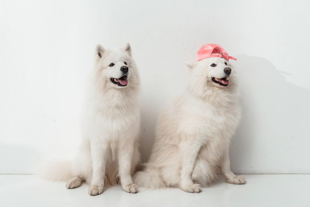 Samoyed σκύλοι - Φωτογραφία, εικόνα
