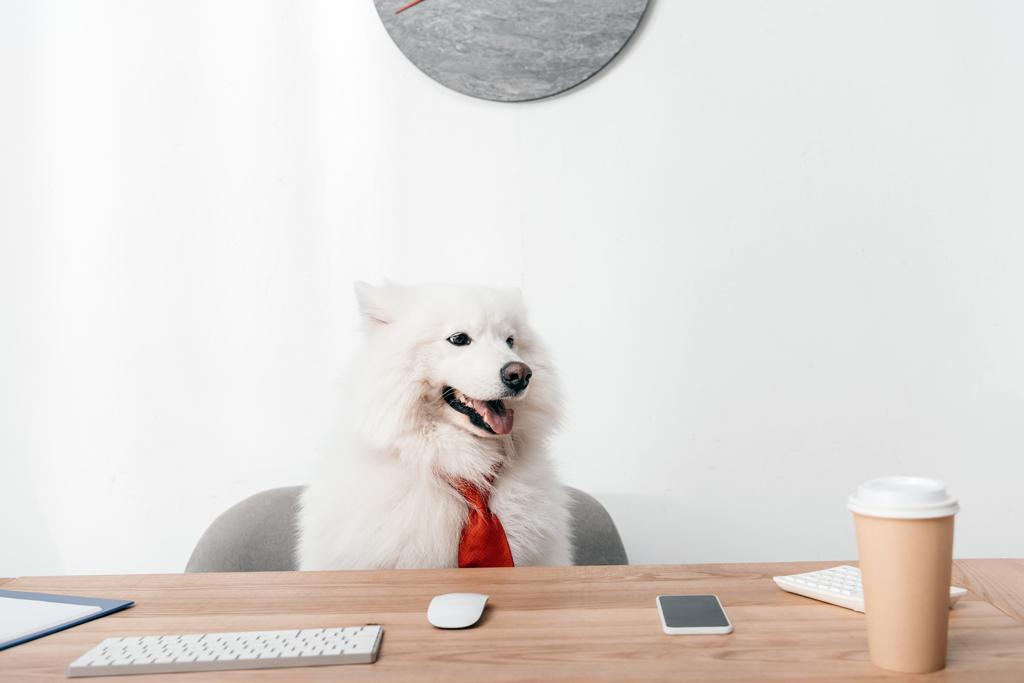 İşyerinde kravat Samoyed köpek - Fotoğraf, Görsel