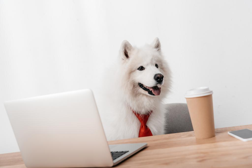 бізнес собака з ноутбуком і паперовою чашкою
 - Фото, зображення