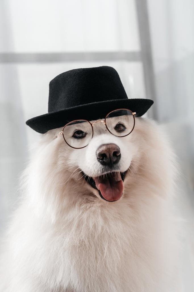pies w kapelusz i okulary - Zdjęcie, obraz