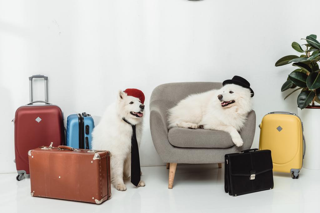 Samoyed σκύλοι με βαλίτσες  - Φωτογραφία, εικόνα