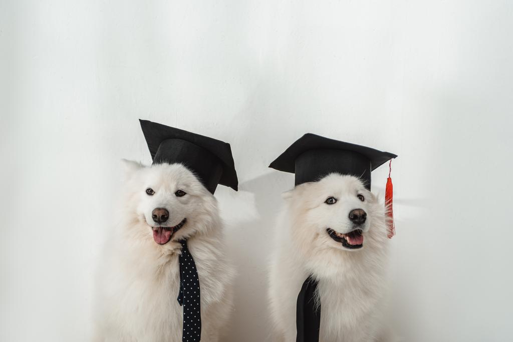 Psy w graduation czapki - Zdjęcie, obraz