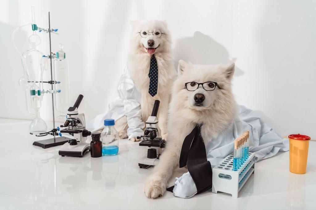 dogs scientists - Photo, Image
