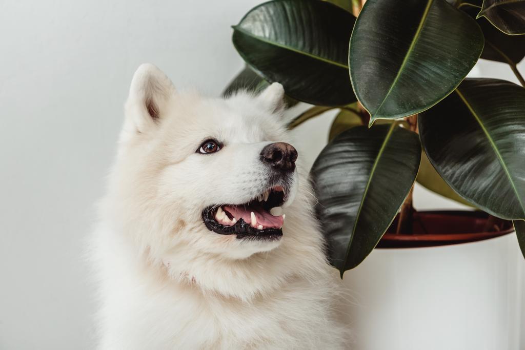 samoyed собака
 - Фото, зображення