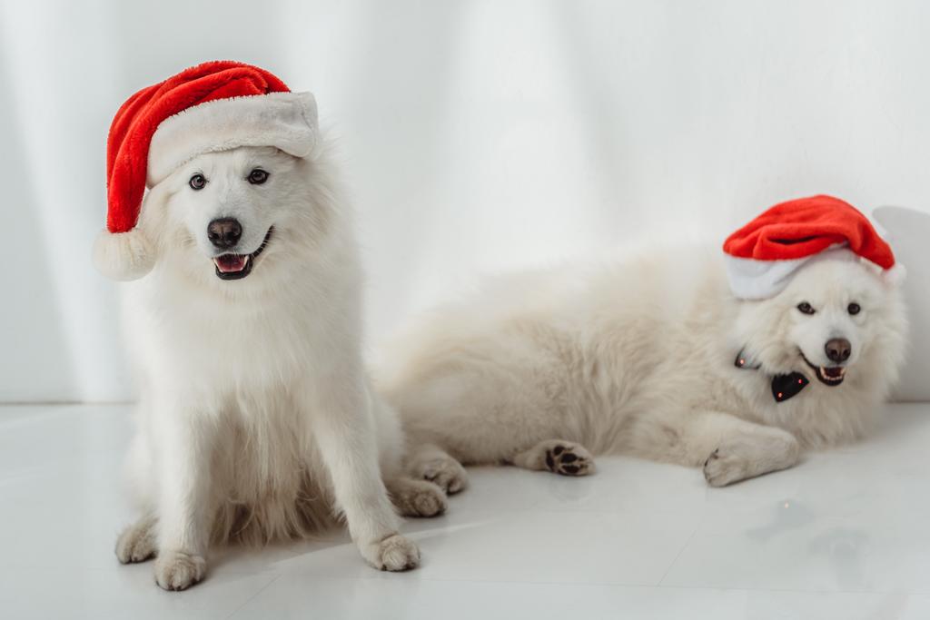 chiens moelleux dans des chapeaux de Père Noël
 - Photo, image