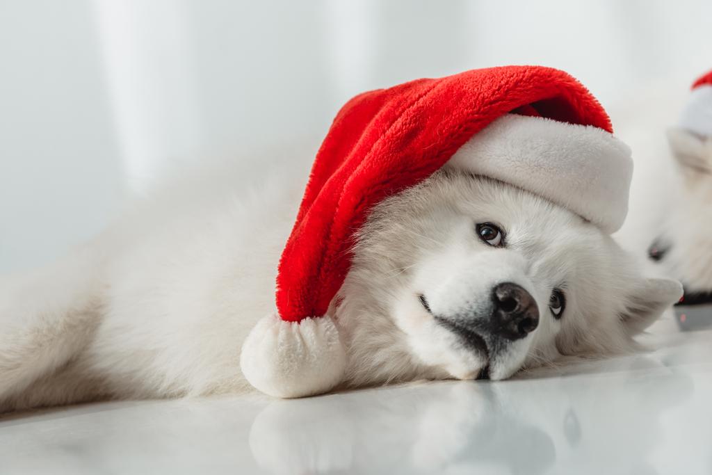 fluffy dog in santa hat - Photo, Image