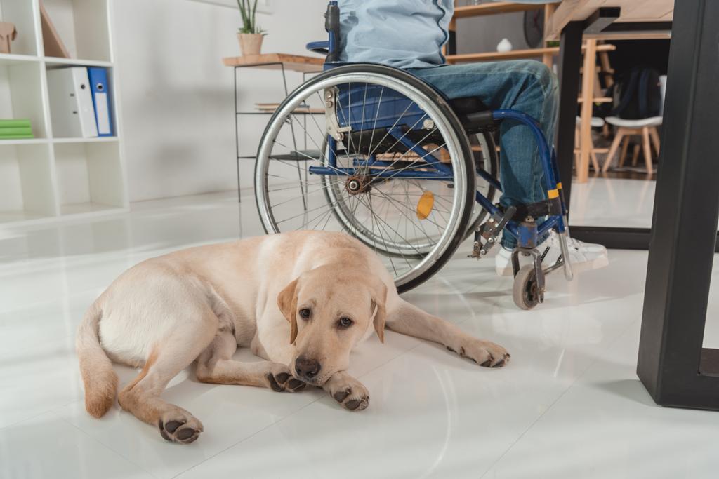 perro cerca hombre en silla de ruedas
 - Foto, Imagen
