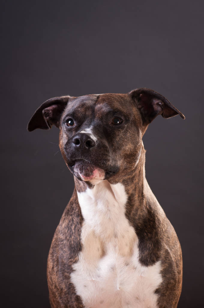 Pitbull terrier portret Studio - Zdjęcie, obraz