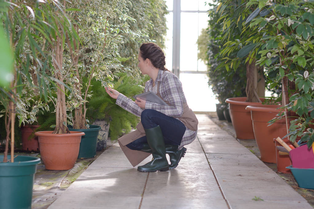 donna che controlla le scorte a nel centro del giardino
 - Foto, immagini