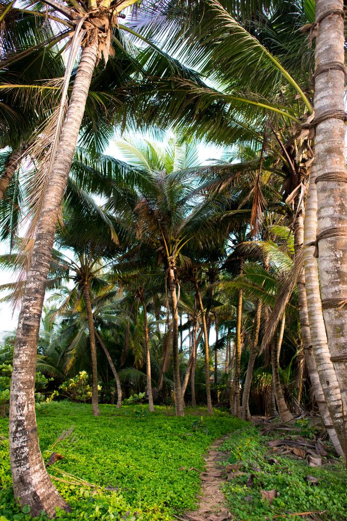 palmy v deštný prales - Fotografie, Obrázek