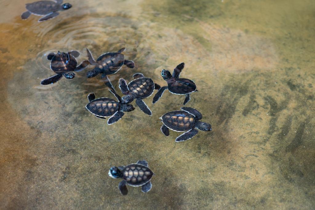 weinig zeeschildpadden - Foto, afbeelding