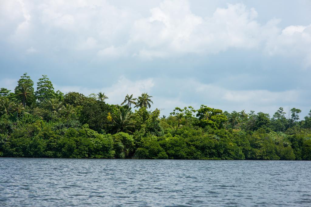 regenwoud boven de rivier bank - Foto, afbeelding