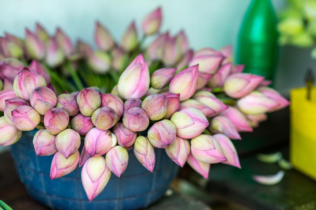 Hermosas flores de loto
 - Foto, imagen