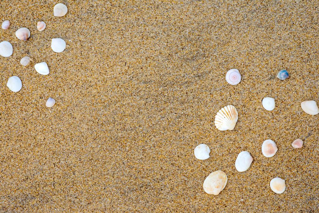 Muscheln am Sandstrand - Foto, Bild
