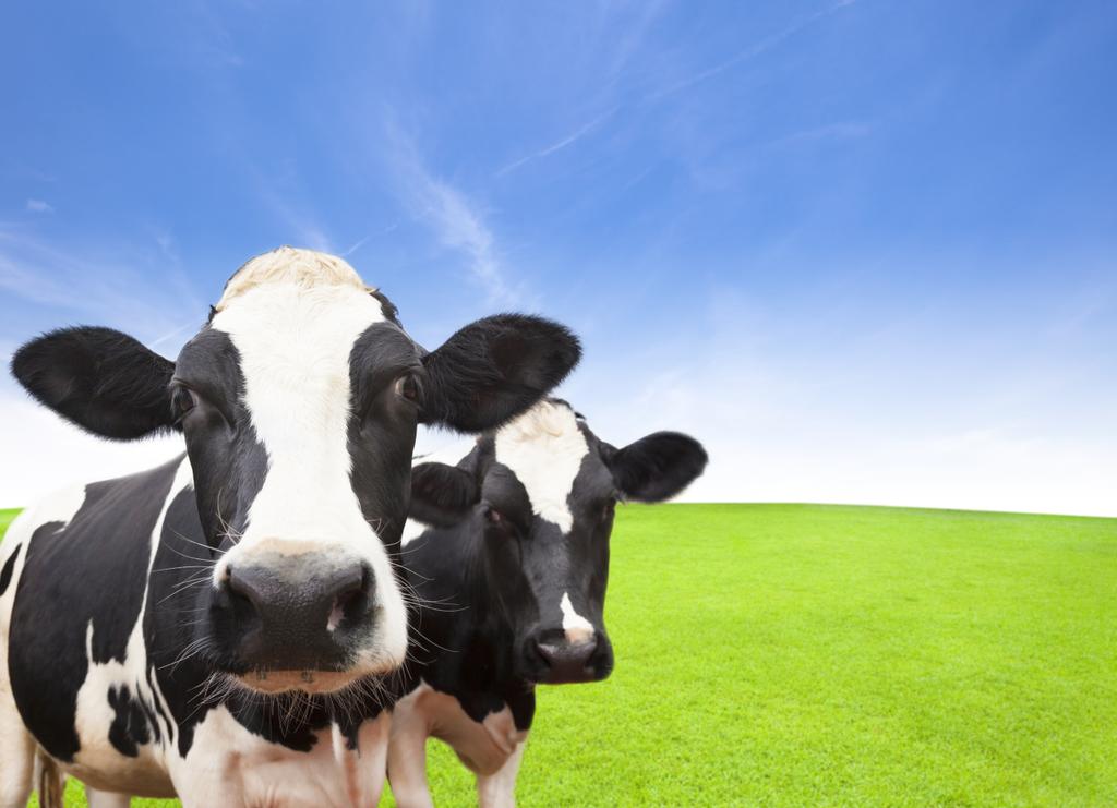 Корова на зеленом травяном поле с облачным фоном
 - Фото, изображение