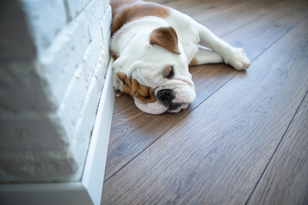 Bulldog inglese in casa elegante godendo la vita
 - Foto, immagini