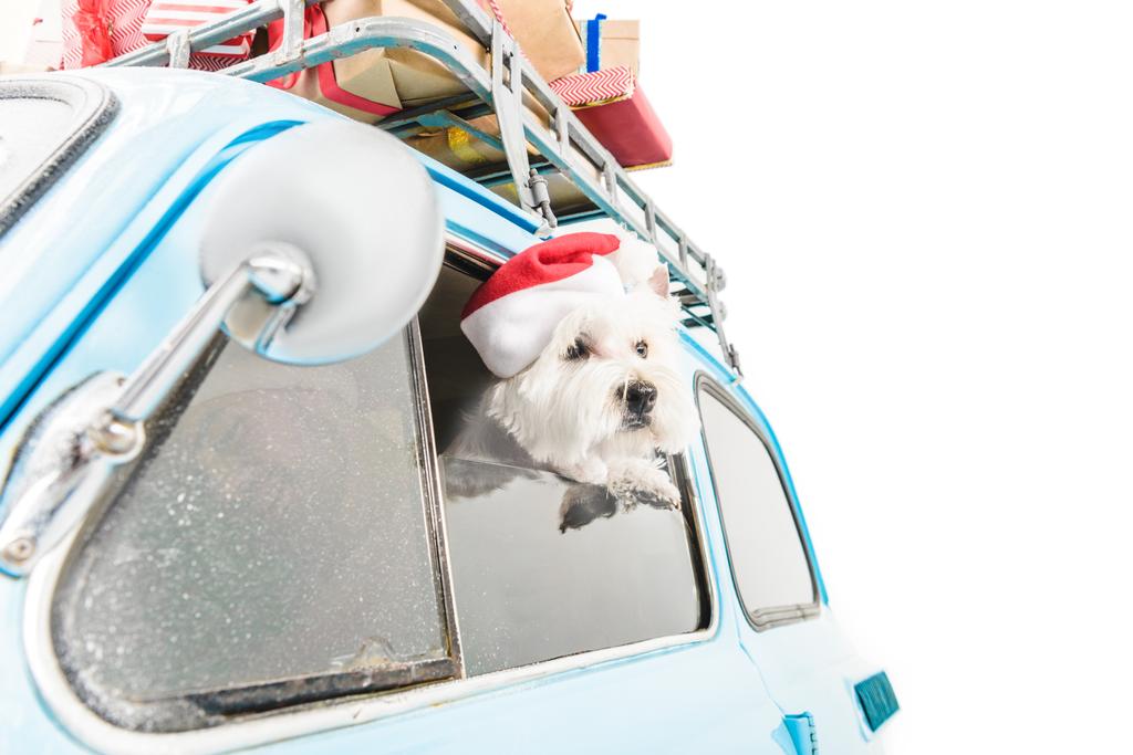 White Terrier im Auto mit Weihnachtsgeschenken - Foto, Bild