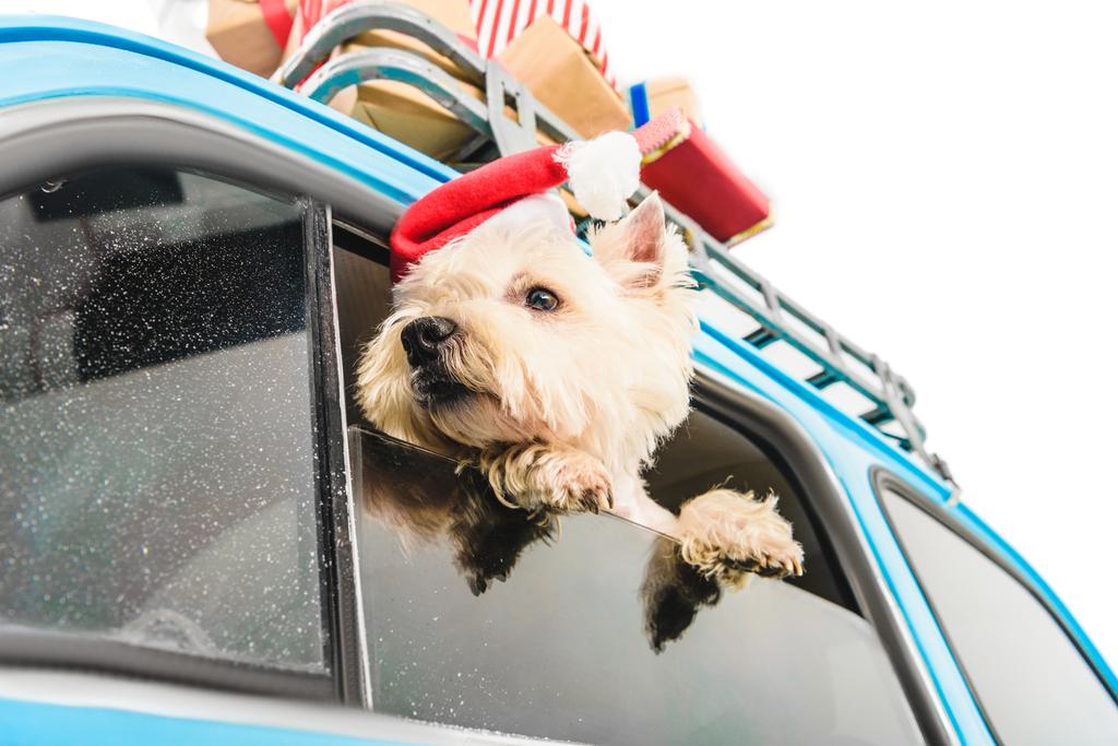 Valkoinen Terrier autossa joululahjojen kanssa
 - Valokuva, kuva