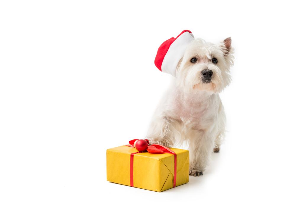  White Terrier en sombrero de santa con regalo
 - Foto, Imagen