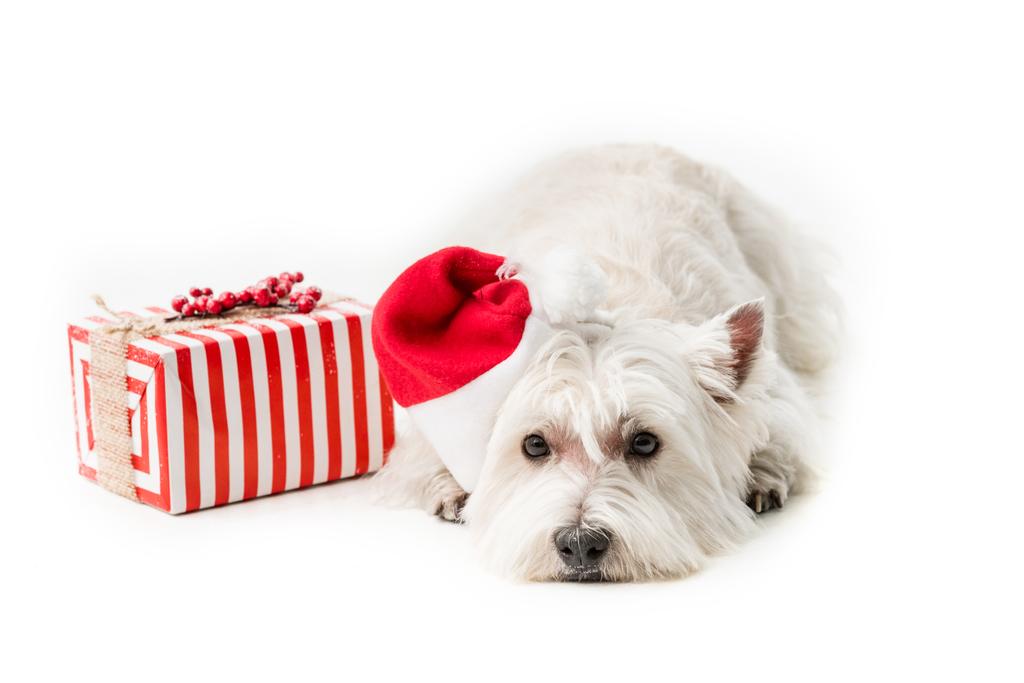  White Terrier en sombrero de santa con regalo
 - Foto, imagen