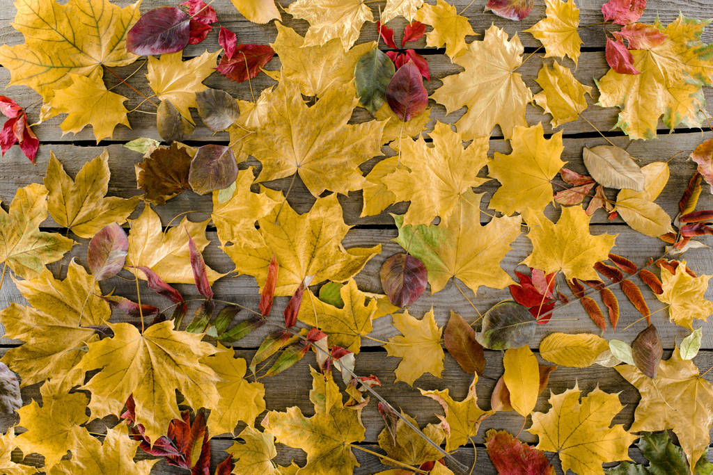 őszi levelek szórt - Fotó, kép