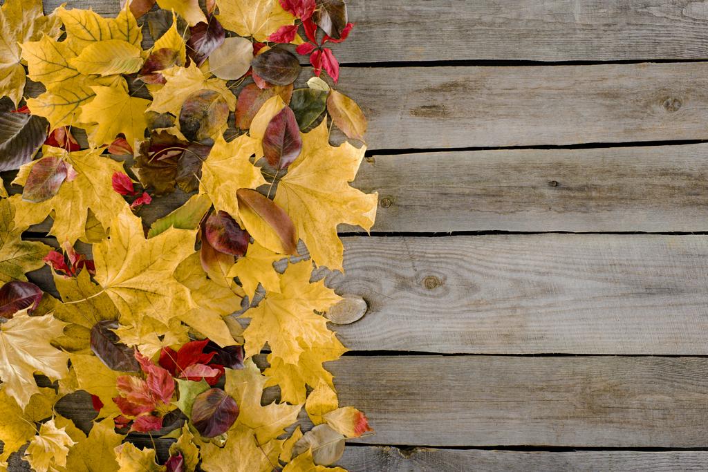 gekleurde Herfstbladeren  - Foto, afbeelding