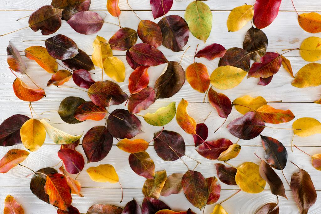feuilles d'automne colorées dispersées
 - Photo, image