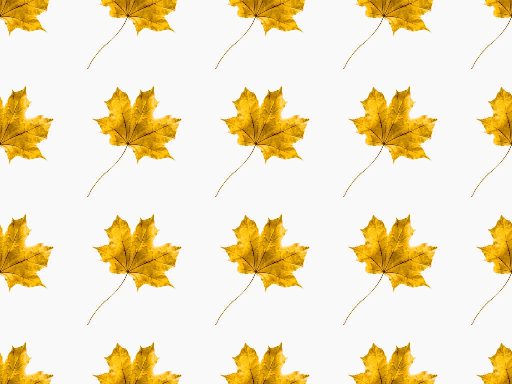 maple leaves - Photo, Image