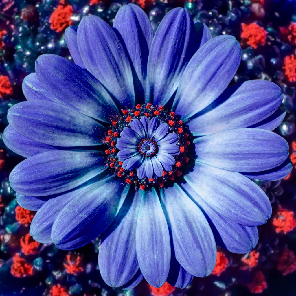 Blauwe kamille daisy bloem repetitieve abstracte fractal effect patroon achtergrond. Blauwe rode bloem spiraal abstracte patroon fractal. Ongelooflijke veldboeket patroon ronde cirkel spiraalsgewijs achtergrond - Foto, afbeelding