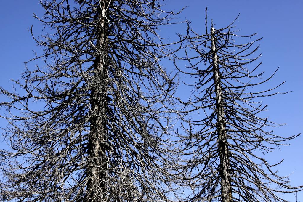 Halott lucfenyő (Picea), fekete-erdő, Baden-Württemberg, Németország, Európa - Fotó, kép