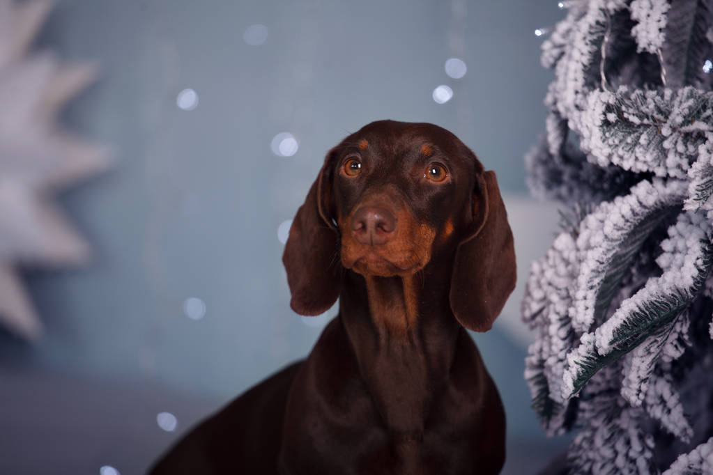 クリスマス ツリーの下にかわいい犬のダックスフントの新年 - 写真・画像