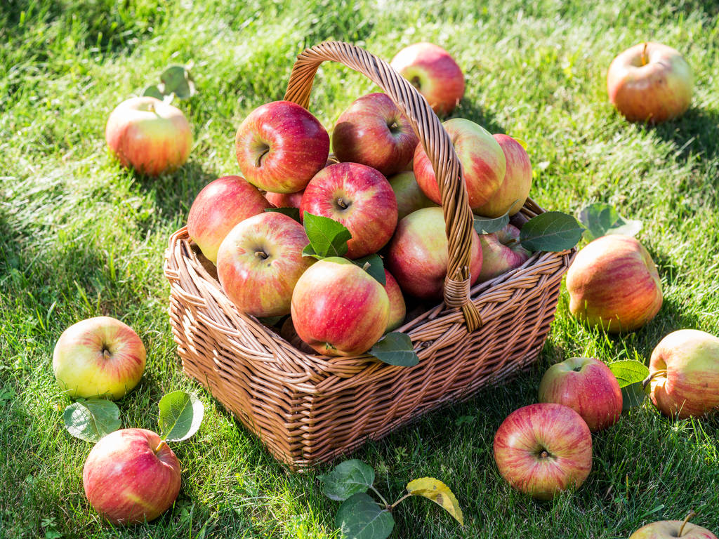 Cosecha de manzana. Manzanas rojas maduras en la canasta sobre la hierba verde. - Foto, imagen