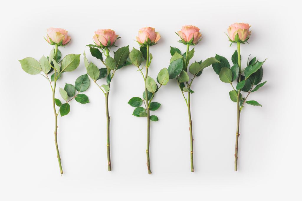 roses - Photo, image