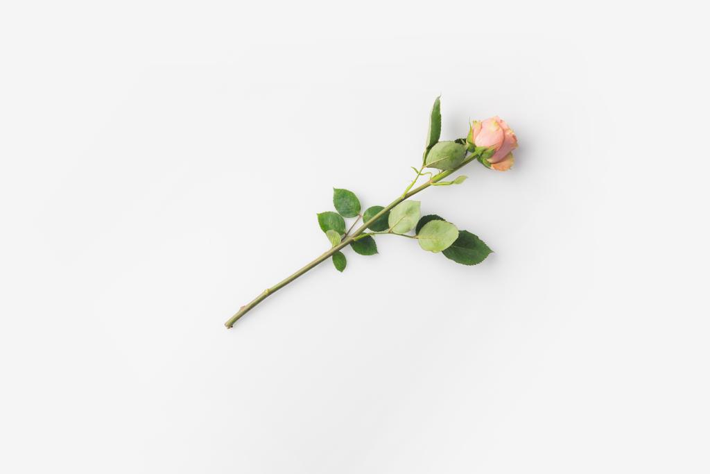 rose fleur avec tige
 - Photo, image