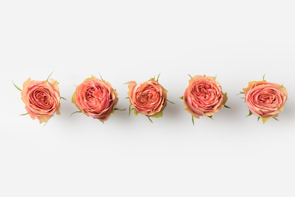Brotes de rosas rosadas
 - Foto, imagen