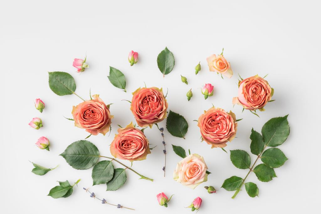 rosa fiori di rosa e petali
 - Foto, immagini
