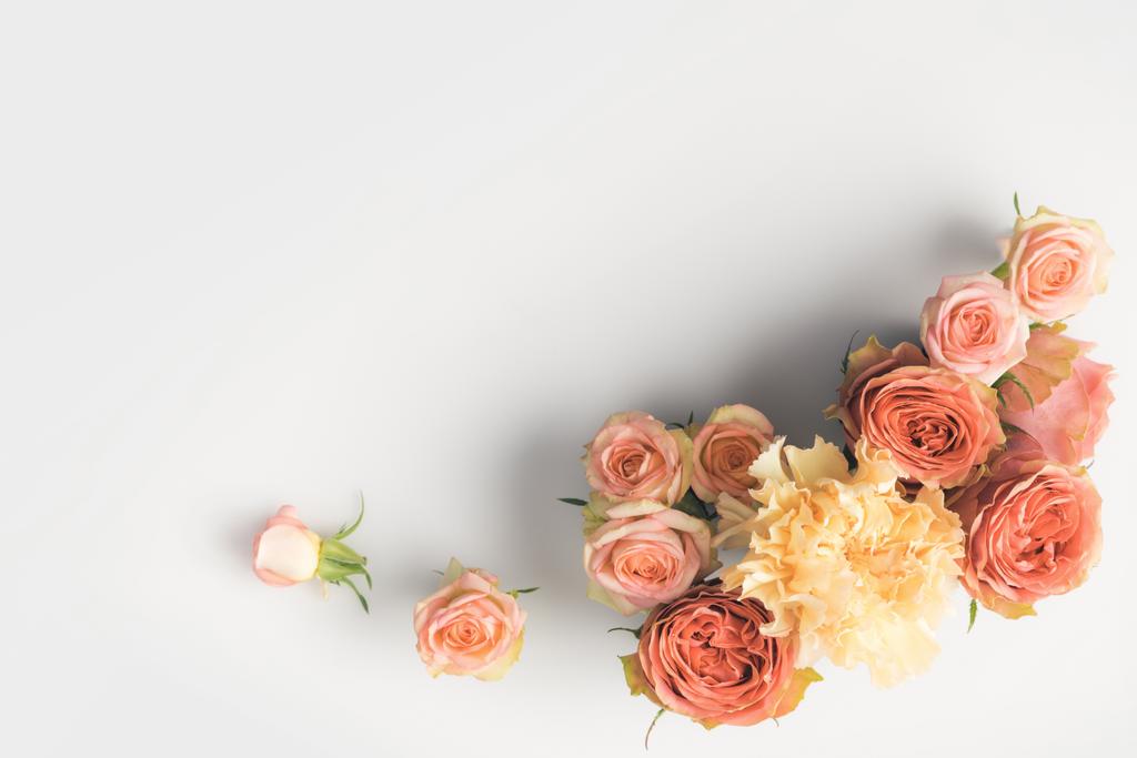 Троянди рожеві квіти
 - Фото, зображення