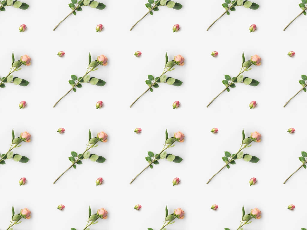 Roses roses avec pétales
 - Photo, image