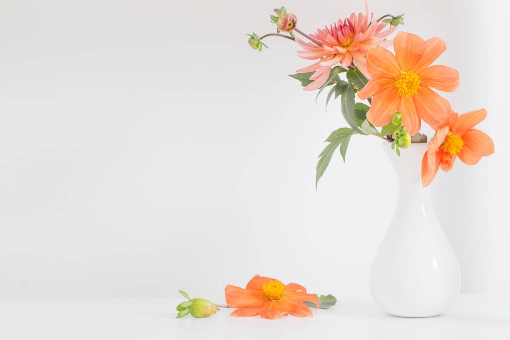 оранжевый георгин в белой вазе на белом фоне
 - Фото, изображение