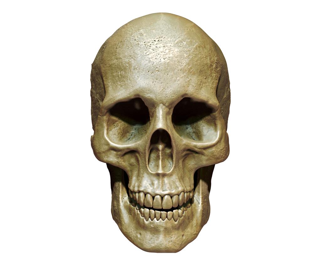 Cráneo aislado en el fondo 3d renderizado ilustración
 - Foto, Imagen