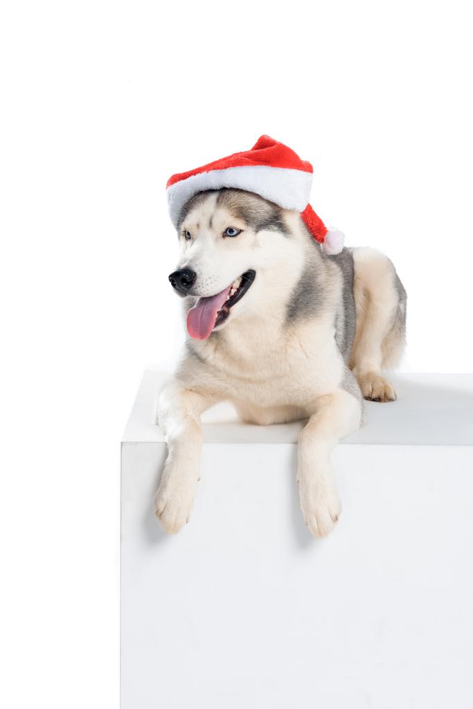 студийный снимок сибирской хаски-собаки в шляпе Санты, изолированной на белом
  - Фото, изображение