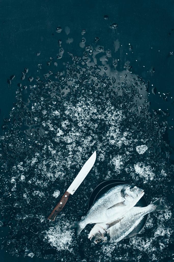 Widok z góry świeże surowe ryby dorado na talerz i nóż z lodu na czarny - Zdjęcie, obraz