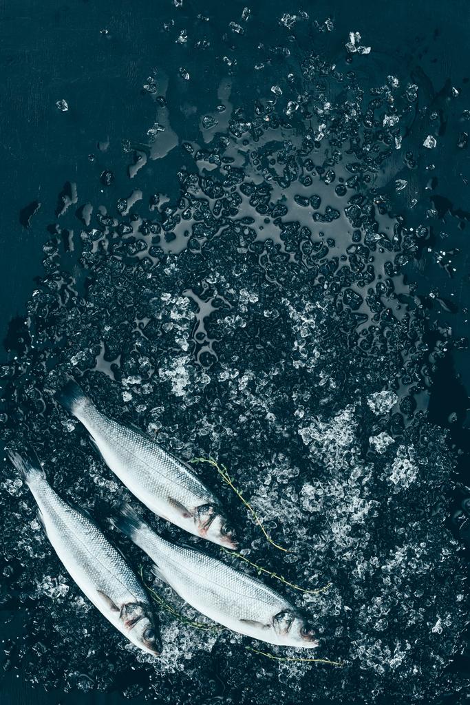 Draufsicht auf gesunde ungekochte Wolfsbarschfische mit Eis auf Schwarz  - Foto, Bild