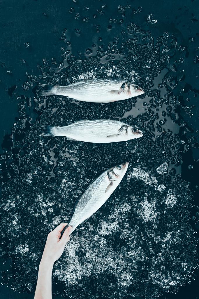 Ansicht von Menschenhand und rohem Seebarschfisch mit Eis auf Schwarz  - Foto, Bild
