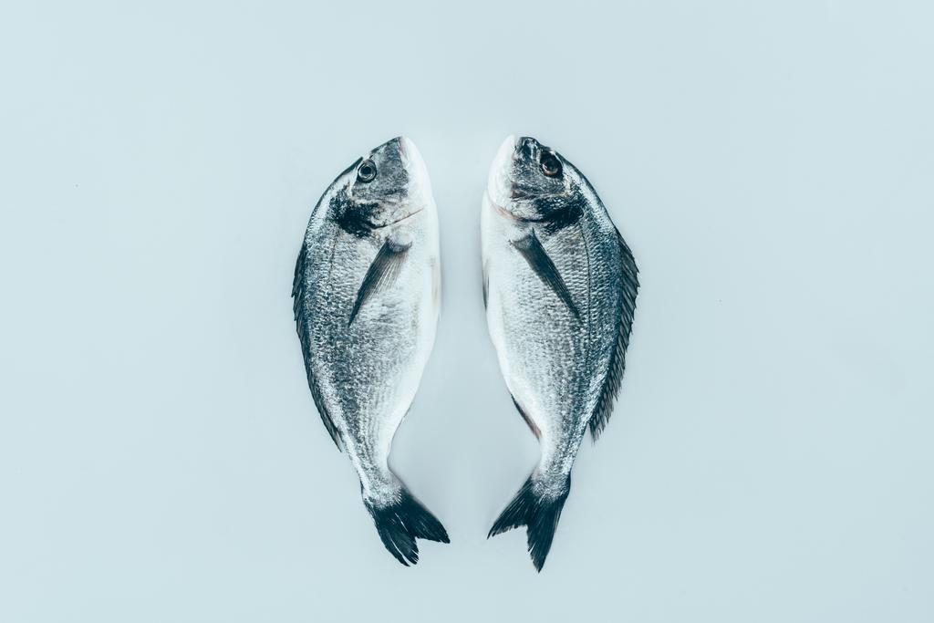 Detailní pohled syrové čerstvé zdravé dorado ryb izolované Grey   - Fotografie, Obrázek