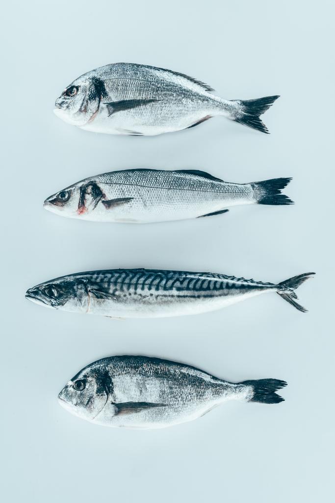 gri izole çeşitli pişmemiş deniz balık Üstten Görünüm   - Fotoğraf, Görsel
