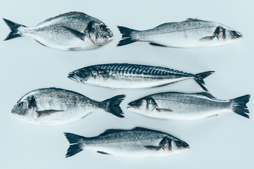 top view of various uncooked sea fish isolated on grey   - Photo, Image