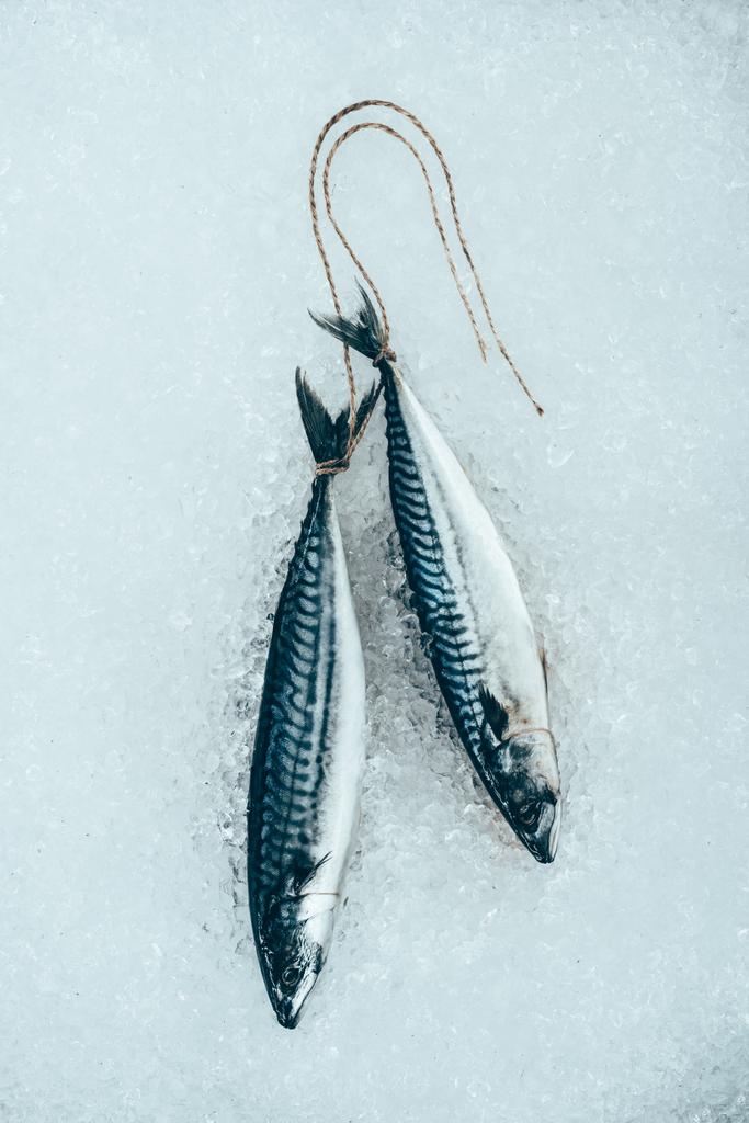 ylhäältä näkymä raaka makrilli kala sidottu köysi jäällä
  - Valokuva, kuva